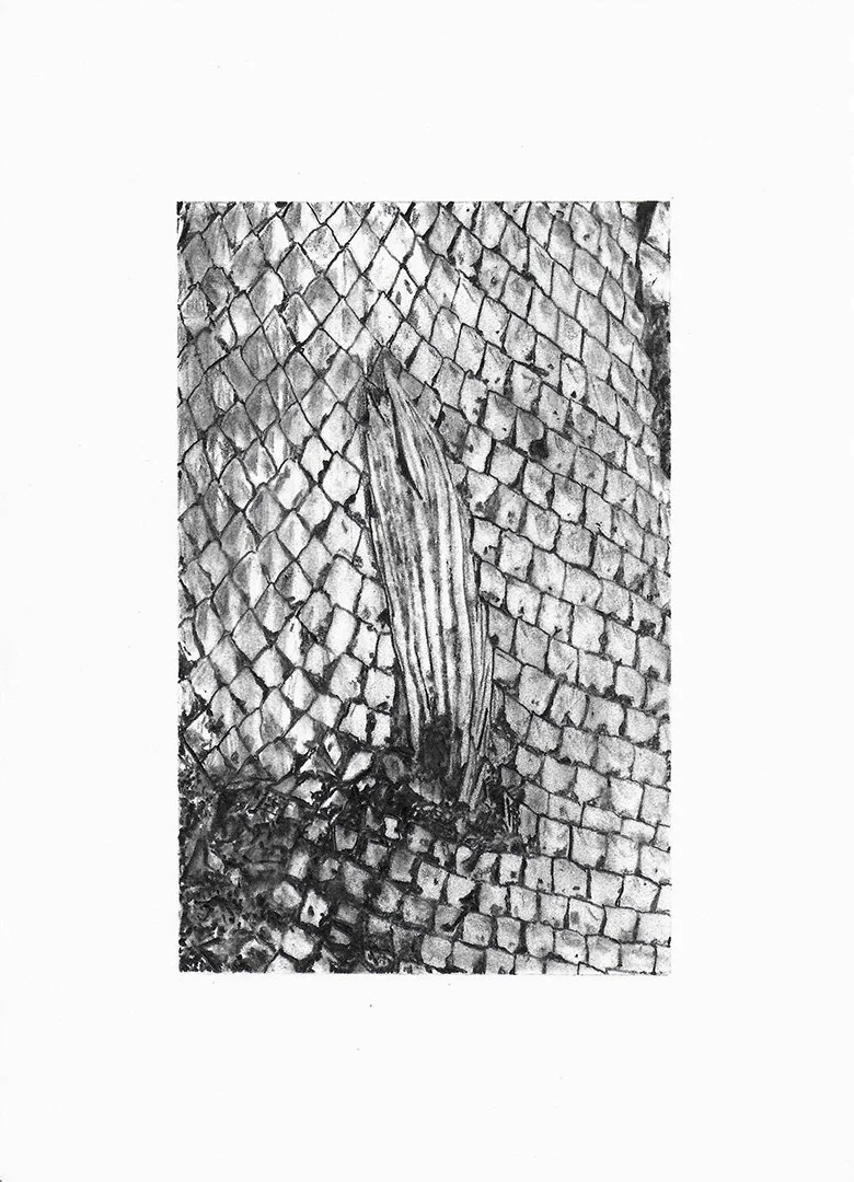 alligator gar fin, graphite on paper, 7.5 x 5.5 inches, 2022