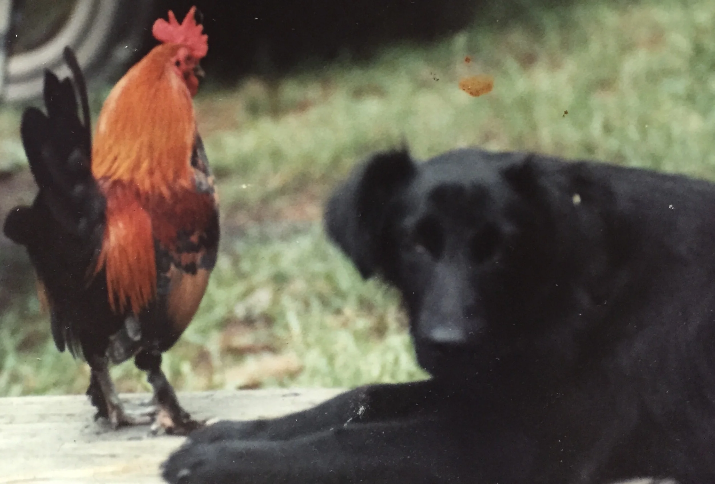 Pictured, at left, my late great bantam rooster, Foxbait, with his pal, Cricket