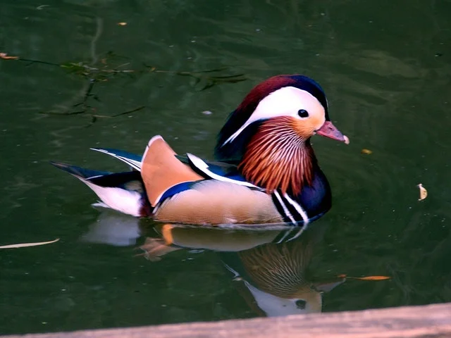 animal-beautiful-colors-402556.jpg