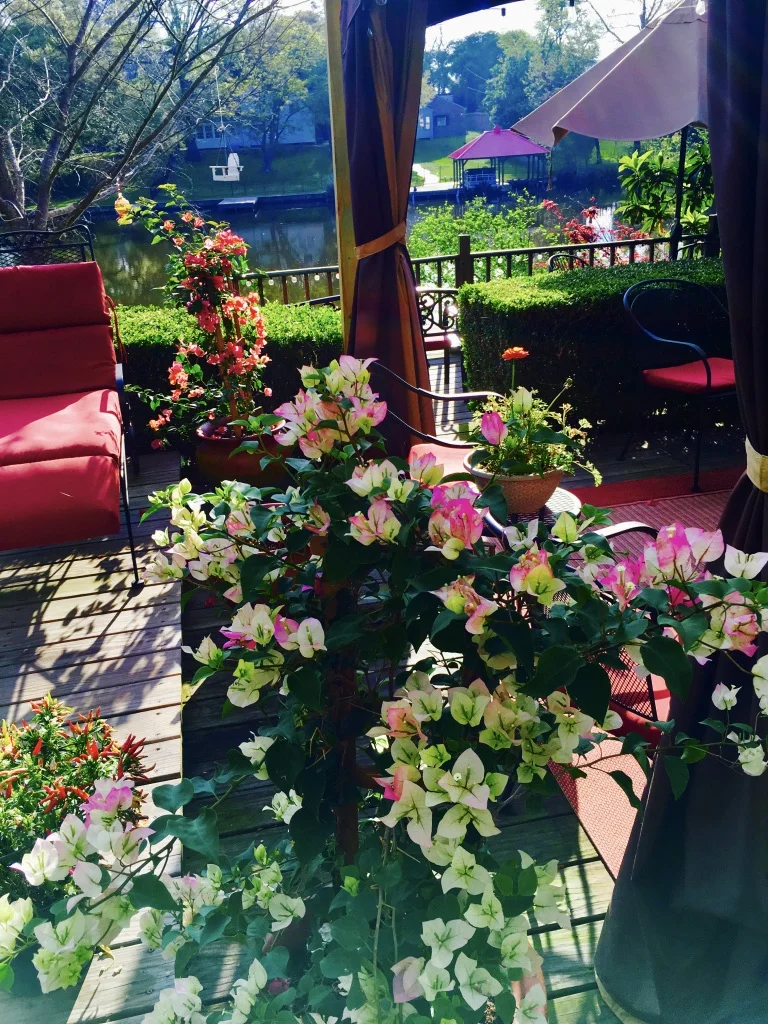 Tie Dye & Sunset Bougainville.jpg