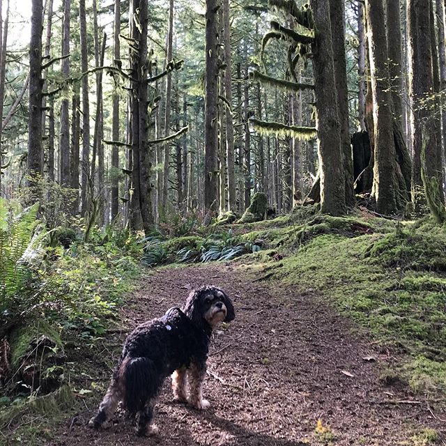 Good boi alert! 🚨🐶 Even after a stroke, heart failure, and hip problems, this lil&rsquo; champ still loves to crush a hike (...and drops me on the hills) .
.
.
.
.
#dogsofinstagram #dogoftheday #majestic #hiking #hikingwithdogs #family #beautifulbc