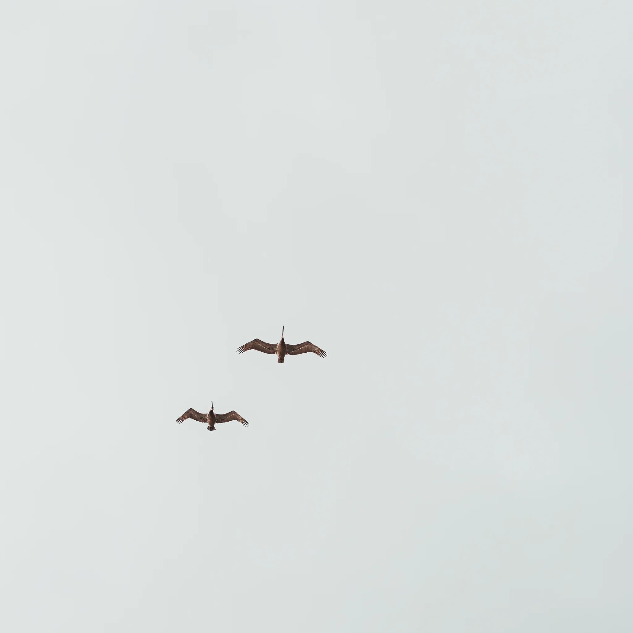 two pelicans flying in the sky in san diego