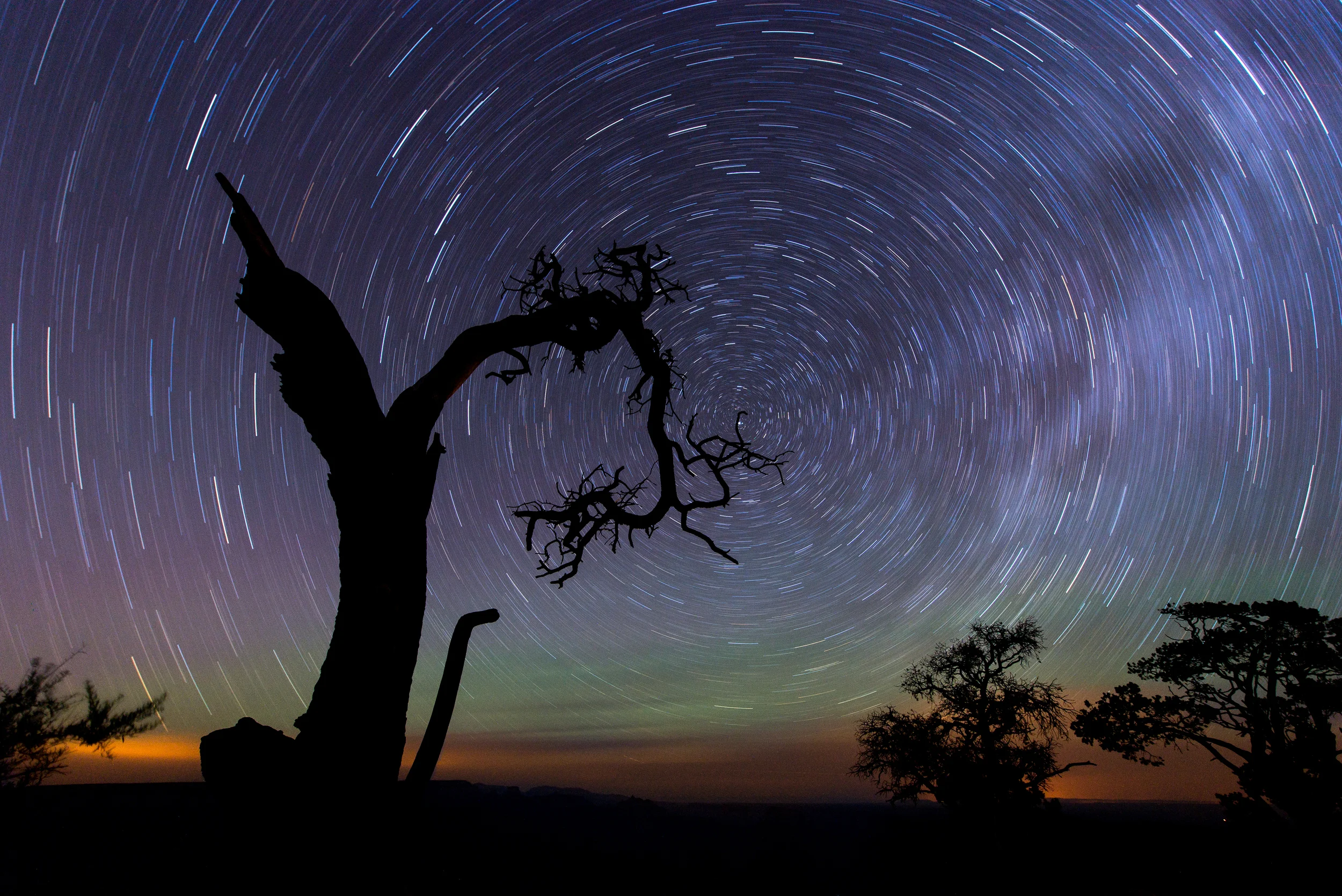 DVTree Night Trails.jpg