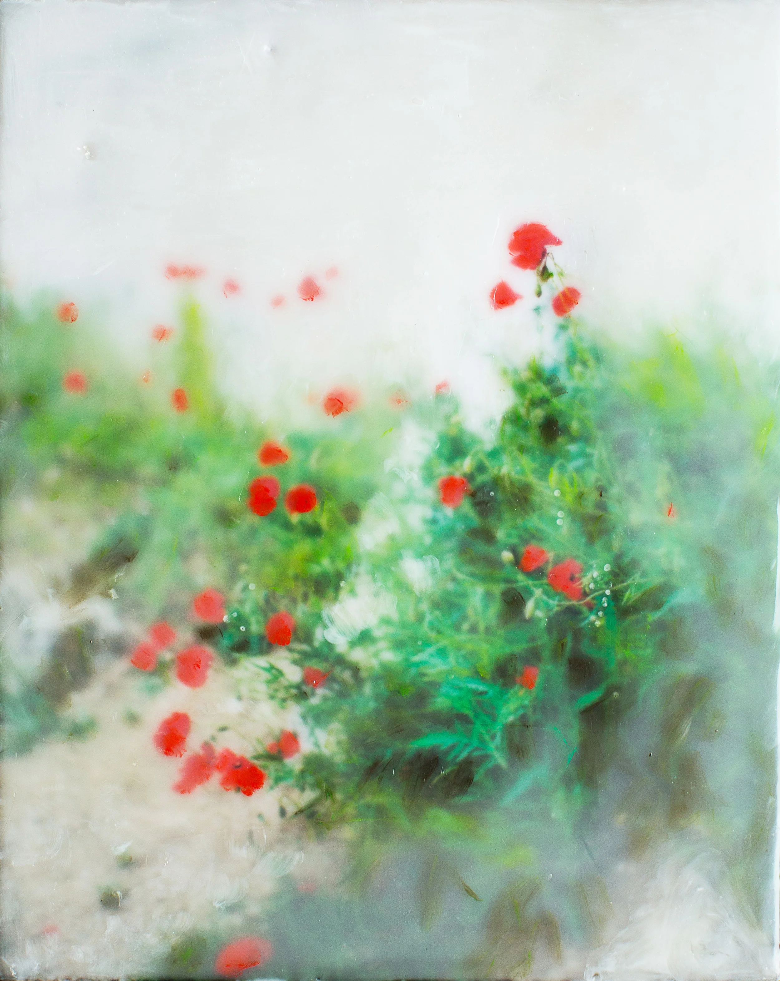 Little French Poppies