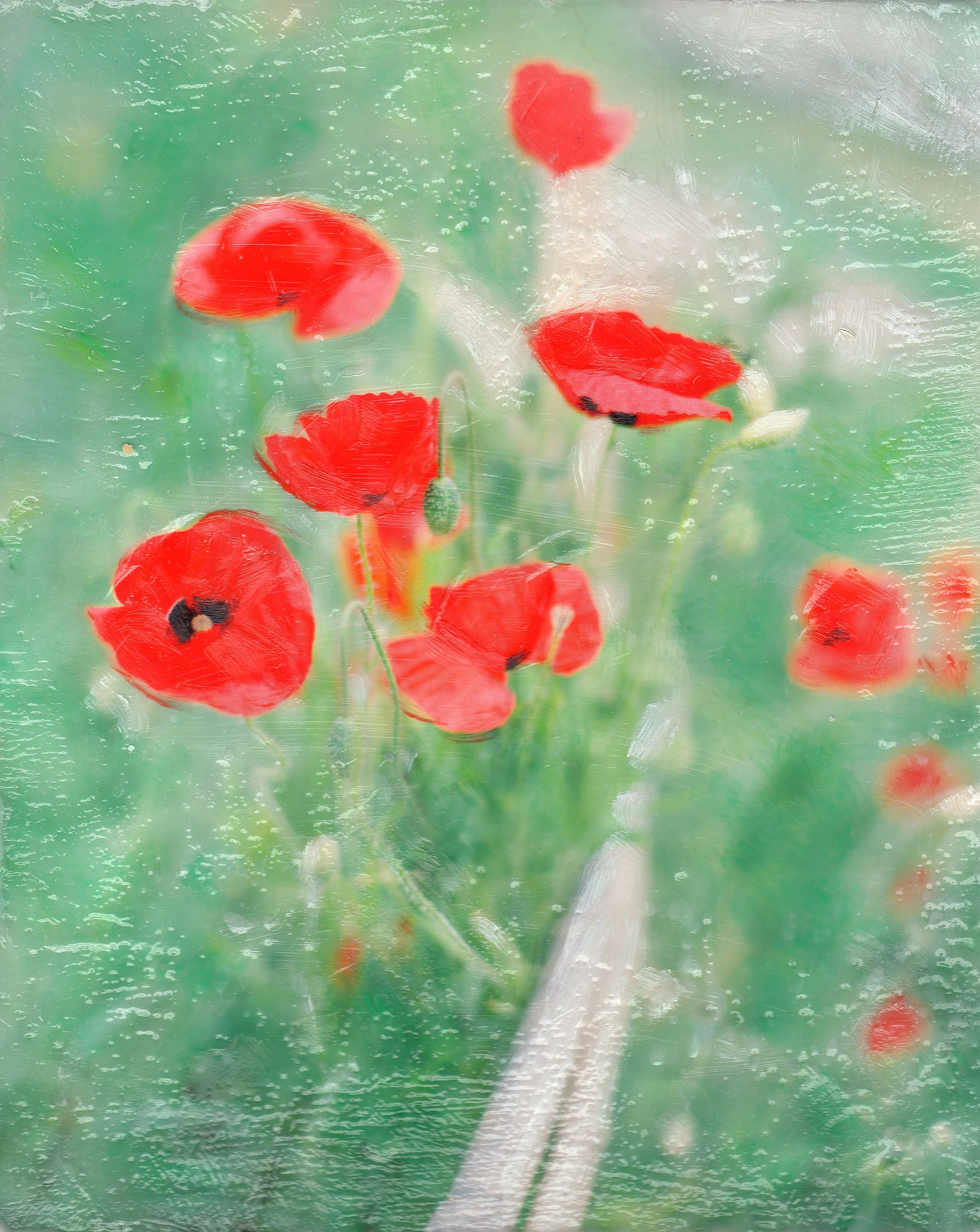 Poppies in Giverny