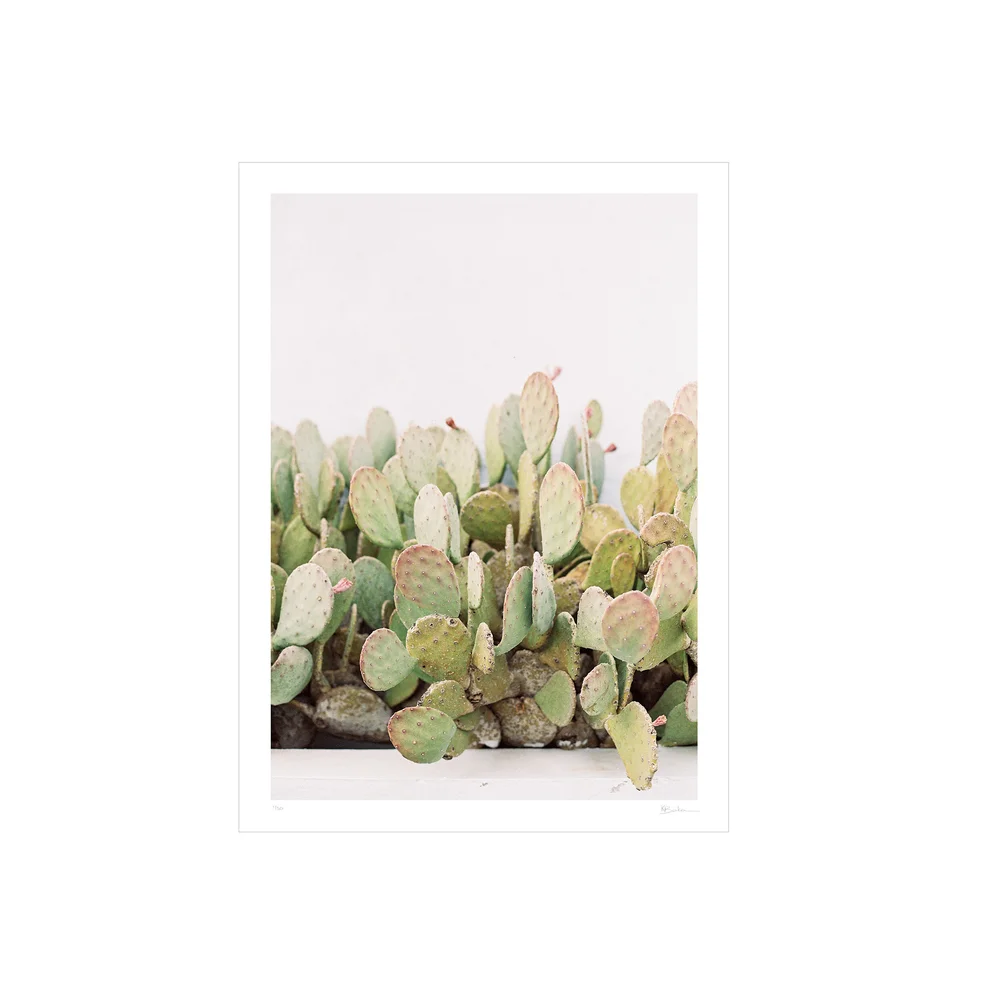 Cactus Wall  Kayla Barker Fine Art Prints and Photo Encaustic Art
