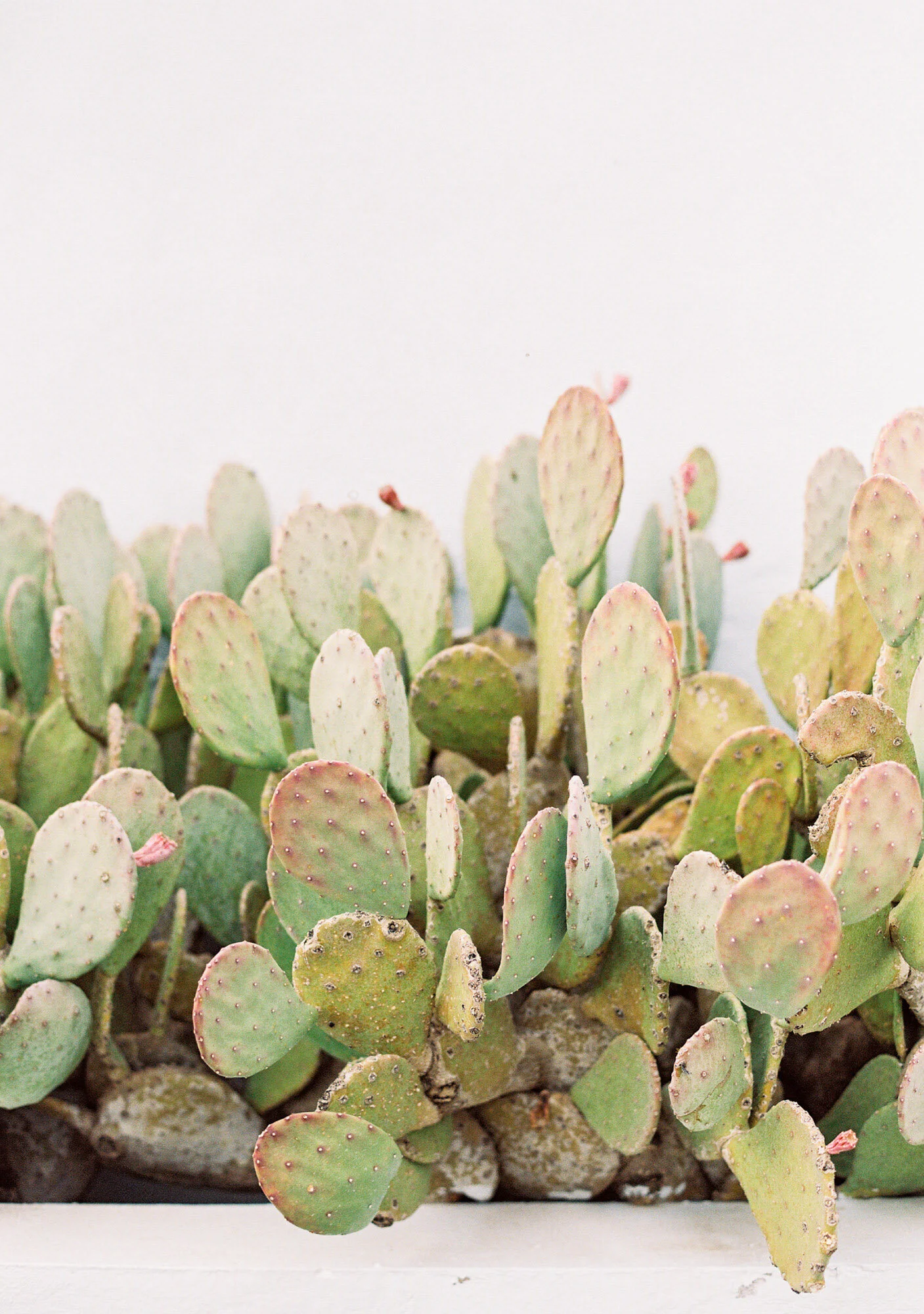 Cactus Wall  Kayla Barker Fine Art Prints and Photo Encaustic Art
