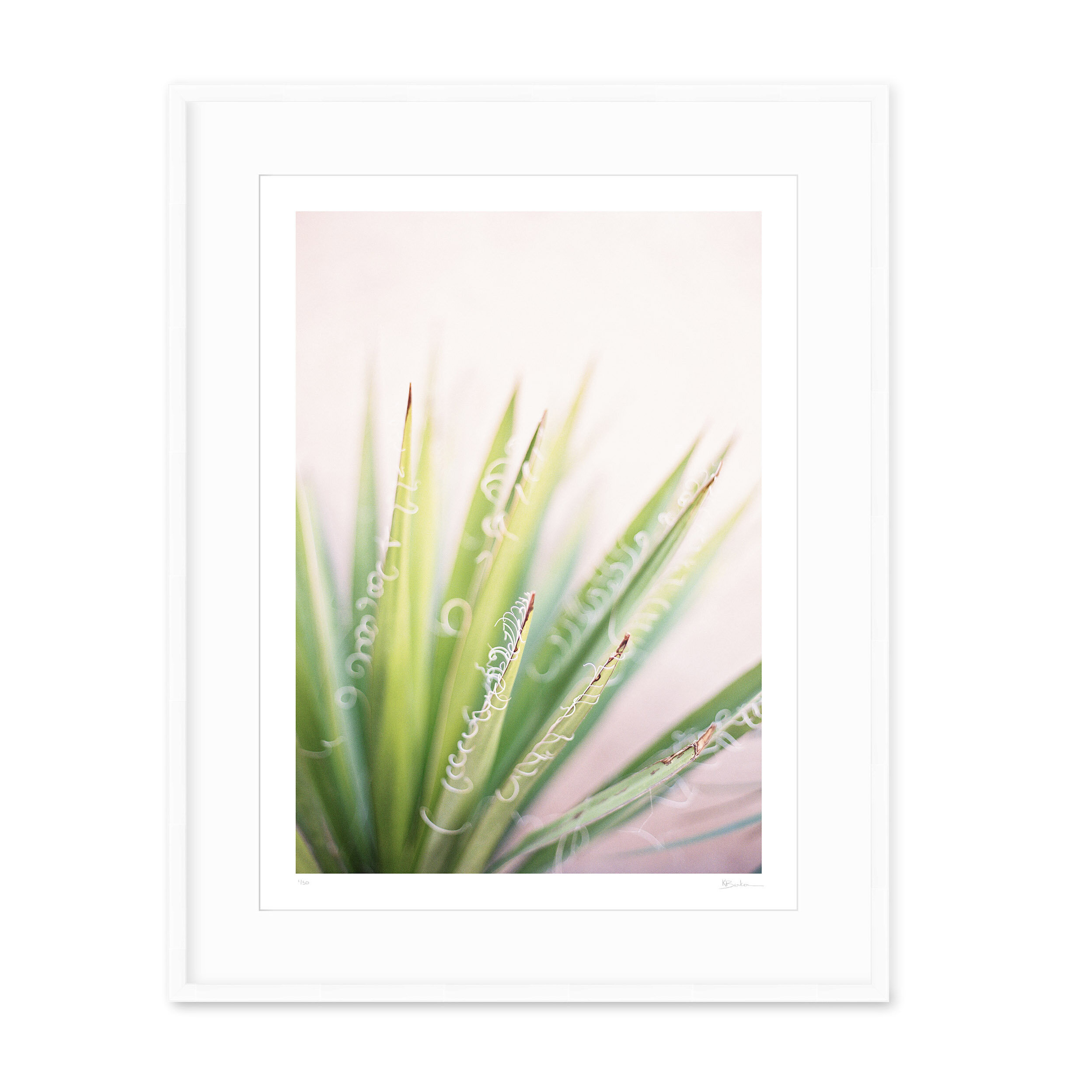 Kayla Barker Fine Art Photograph West Texas Yucca Gloriosa White Frame.jpg