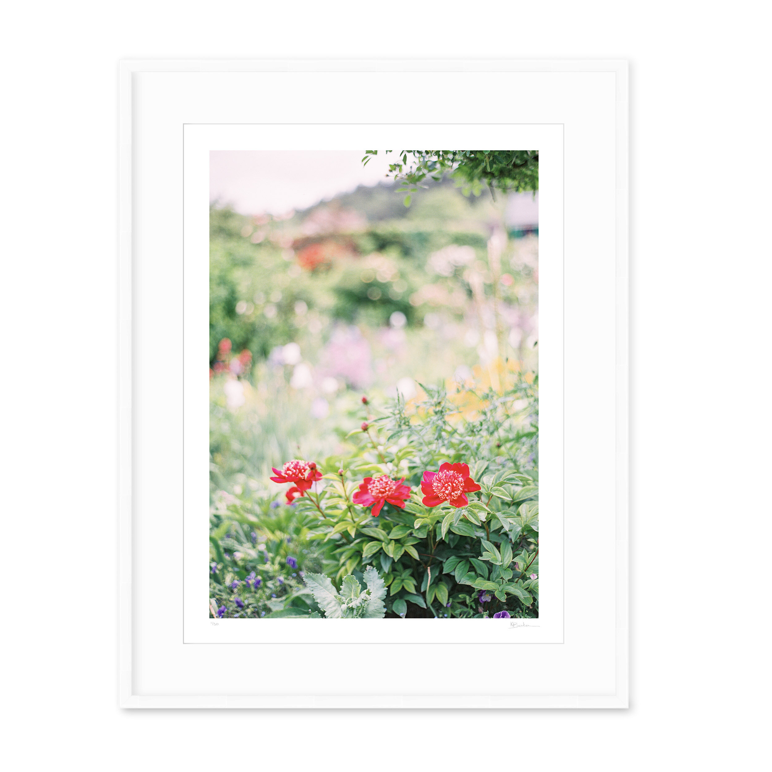Kayla Barker Fine Art Photograph Monet's Garden Monet's Red Dahlias White Frame.jpg