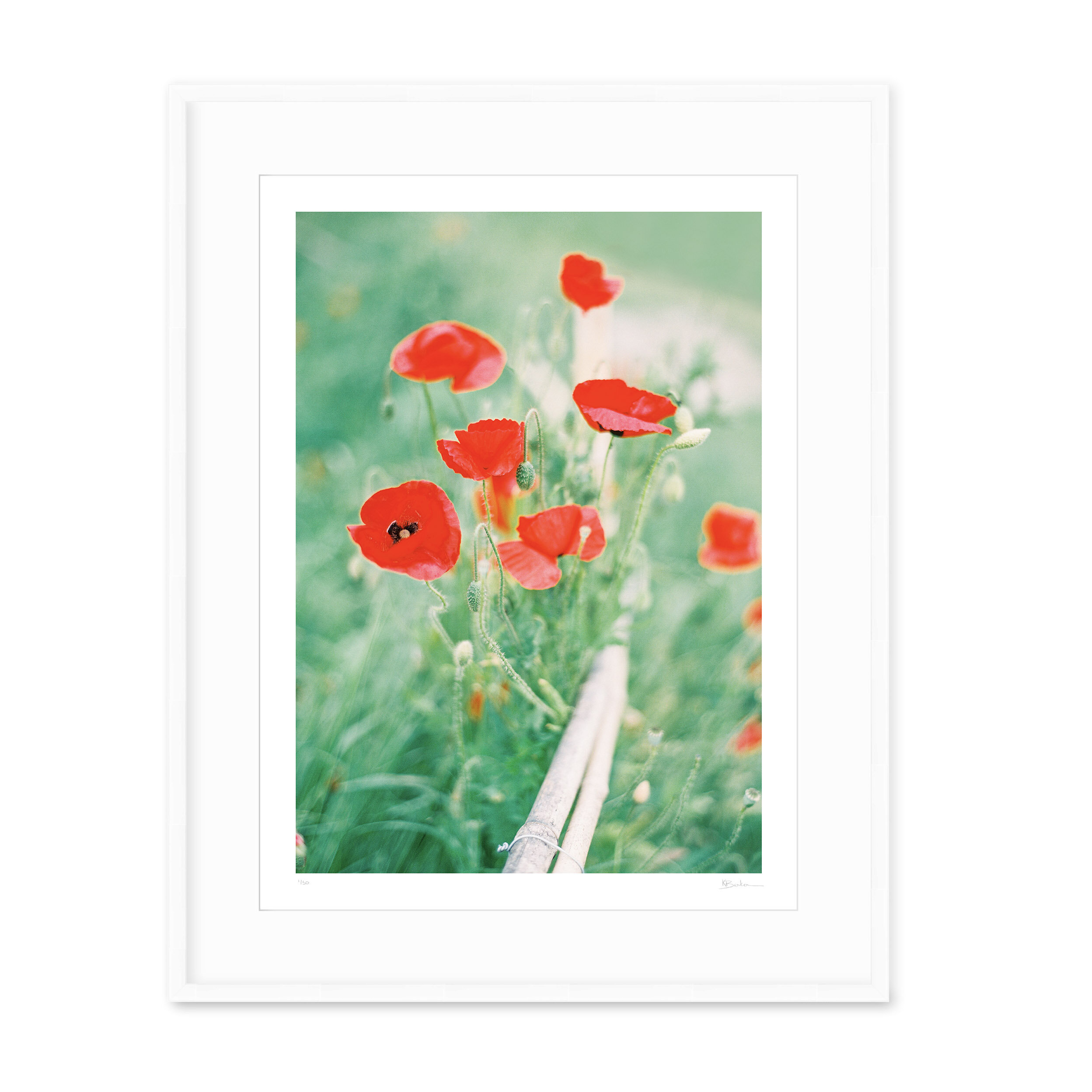 Kayla Barker Fine Art Photograph Monet's Garden Monet's Poppies White Frame.jpg