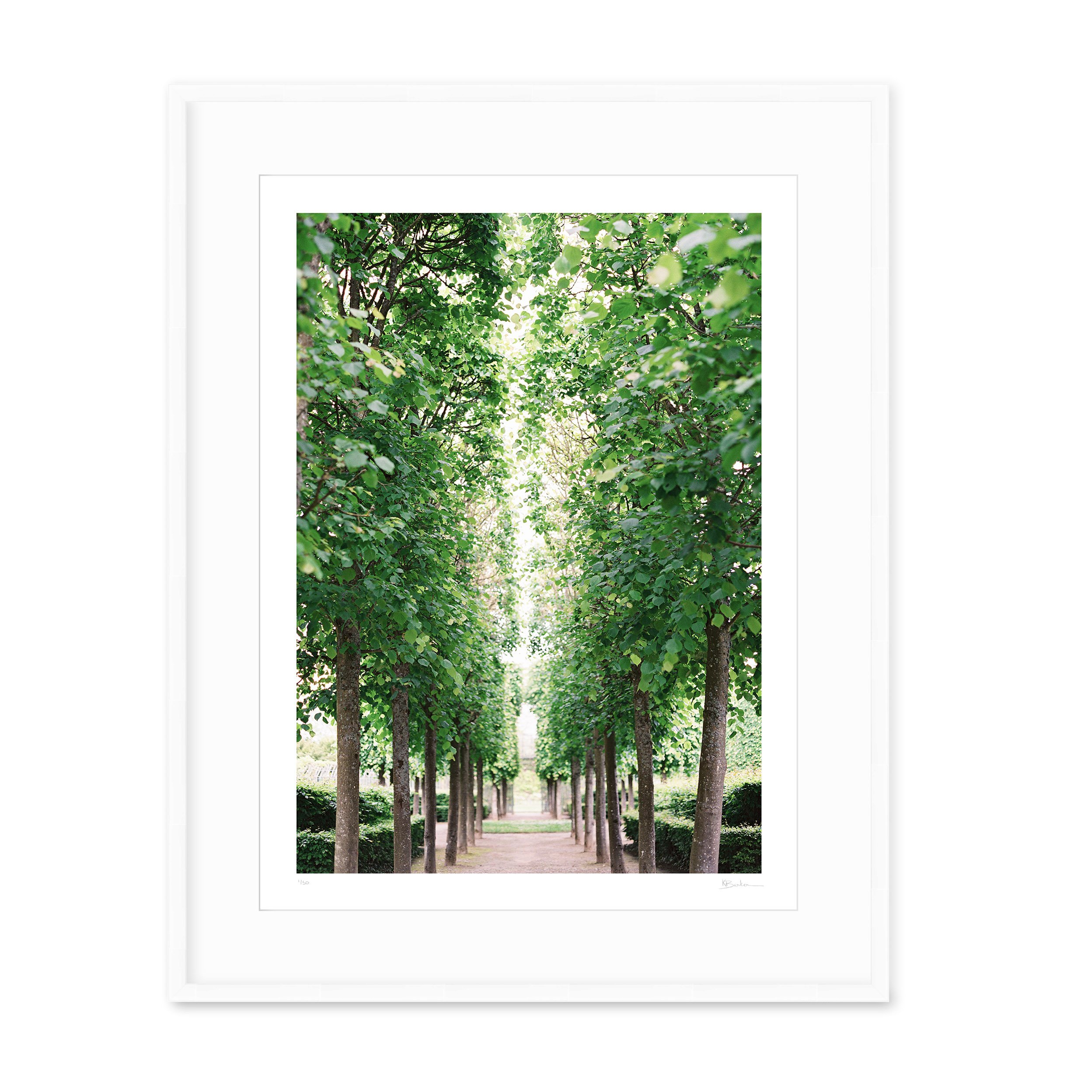 Kayla Barker Fine Art Photograph Paris Tuileries Trees White Frame.jpg