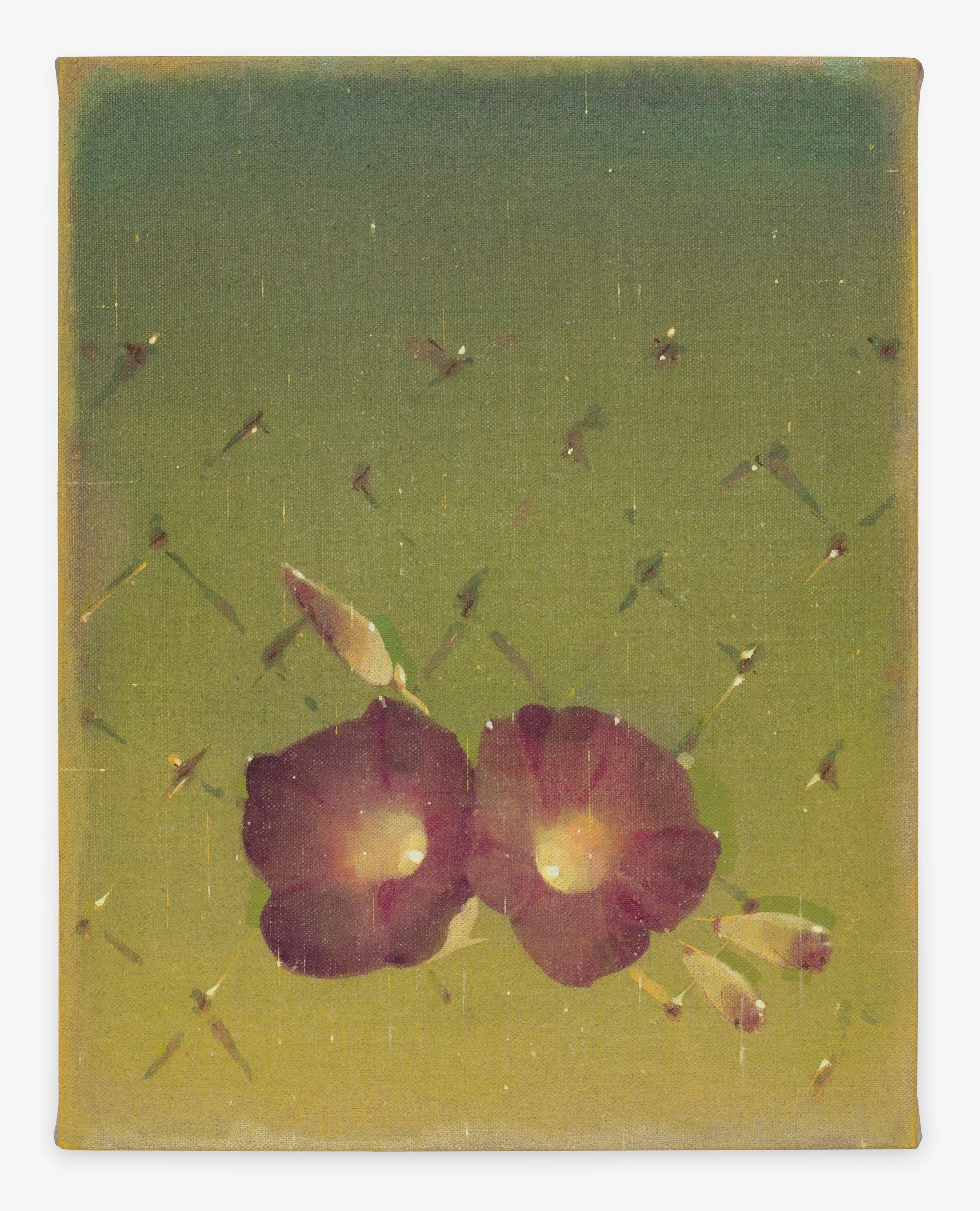 Morning Glories