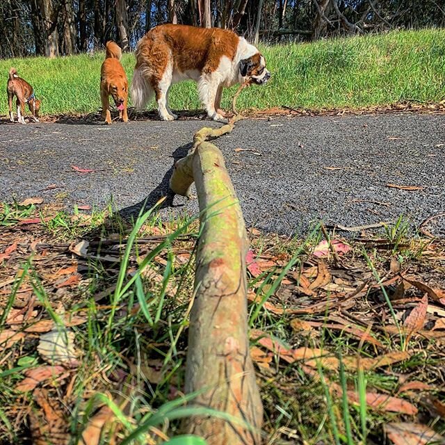 @thanksquake loves to find sticks during his walks. Sometimes the sticks are a little bigger than even he can handle, but he still tries! His two #bestestbuddies are hanging out with him, Daddy the #Basenji, and Lola the #GoldenRetriever.
.
#dogsofin