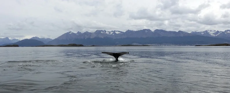 Boating down the Beagle Channel