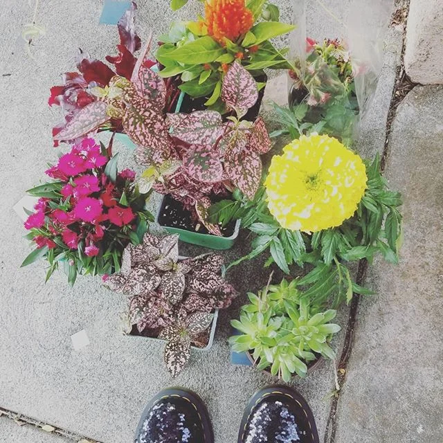 Here are some plant mom moments. 
I plant to connect to my grandmother.  It was something that we did as kids.  Here are some of my latest new family members including a cactus that's bloomed twice since I adopted her through an estate sale. The cact