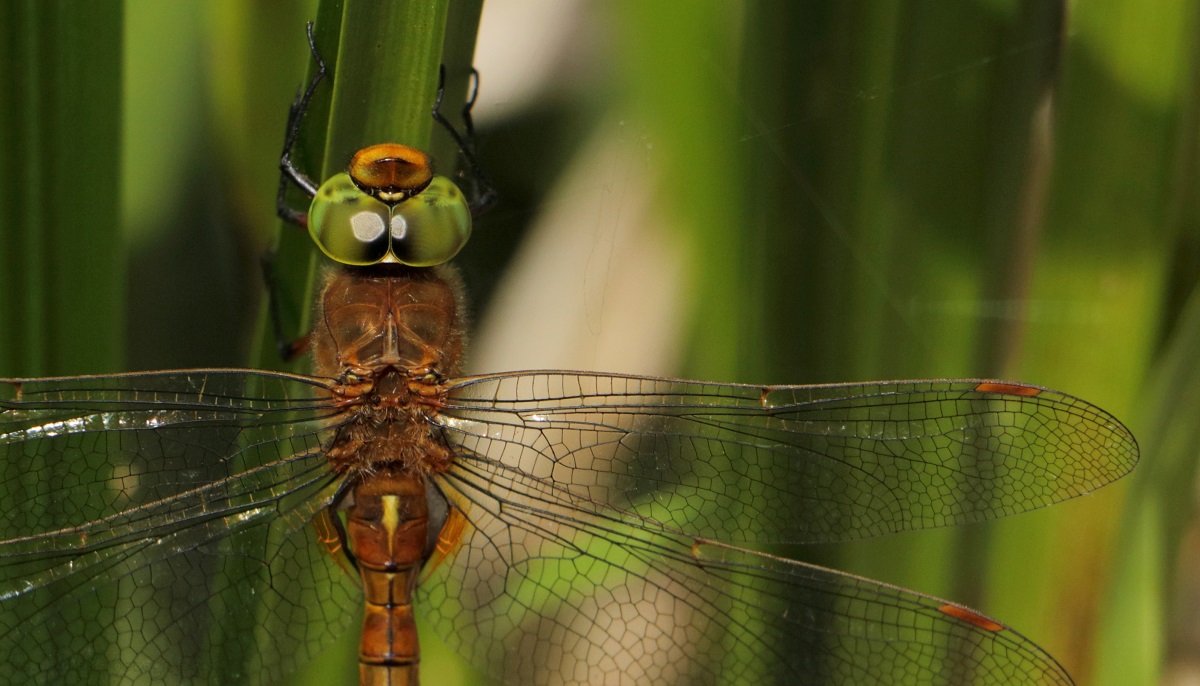 Norfolk Hawker