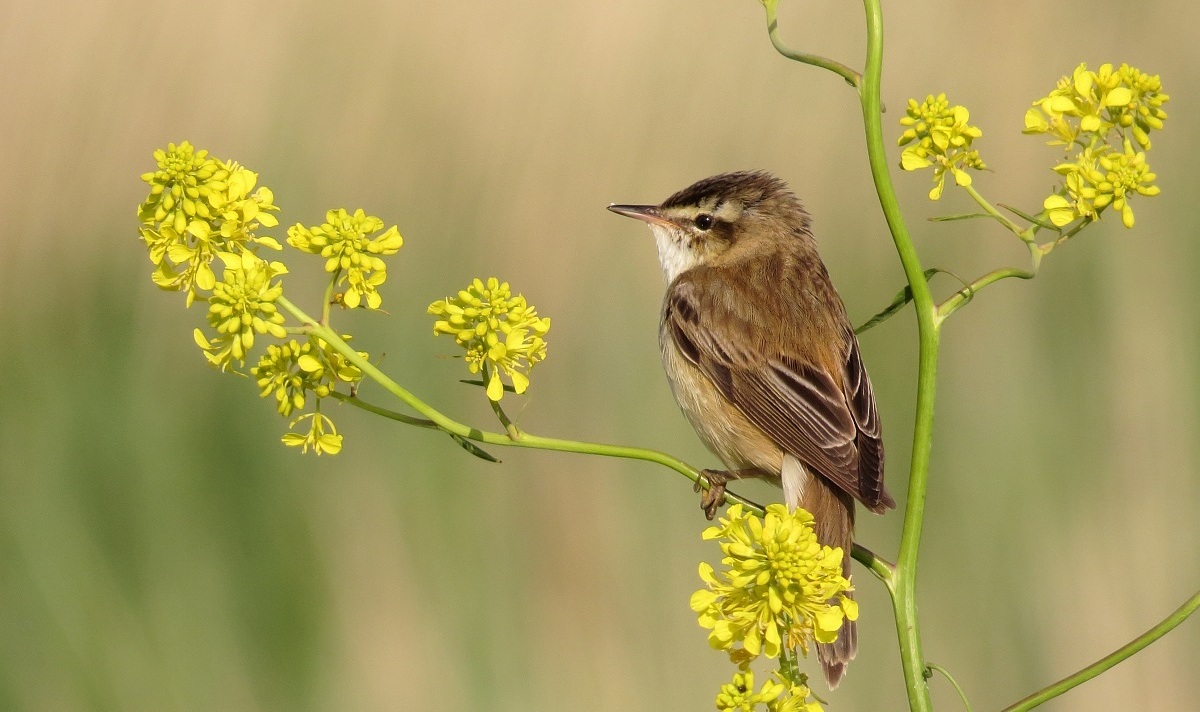 Sedge Warbler