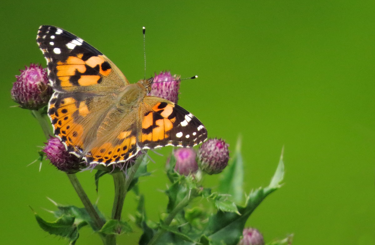 Painted Lady