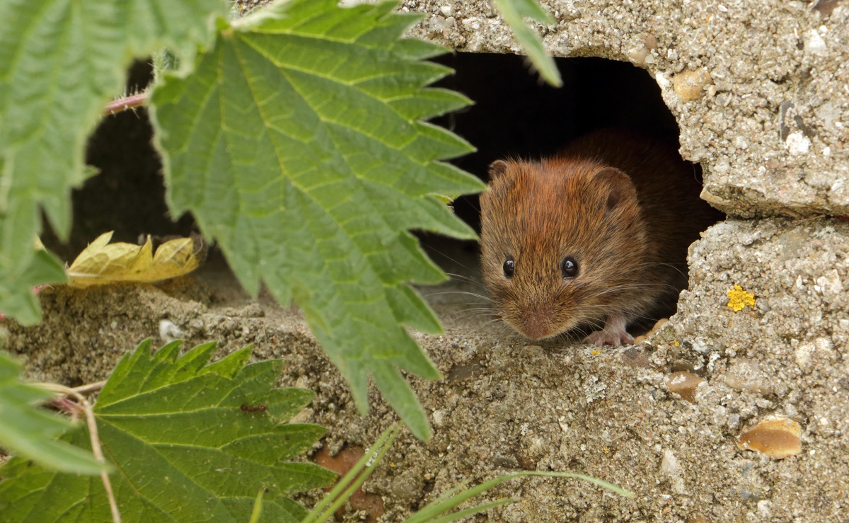 Bank Vole