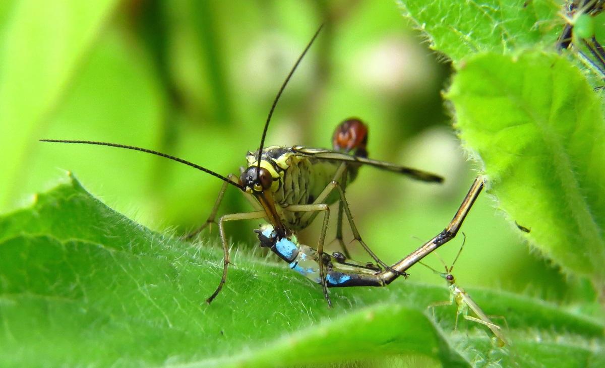 Scorpion Fly