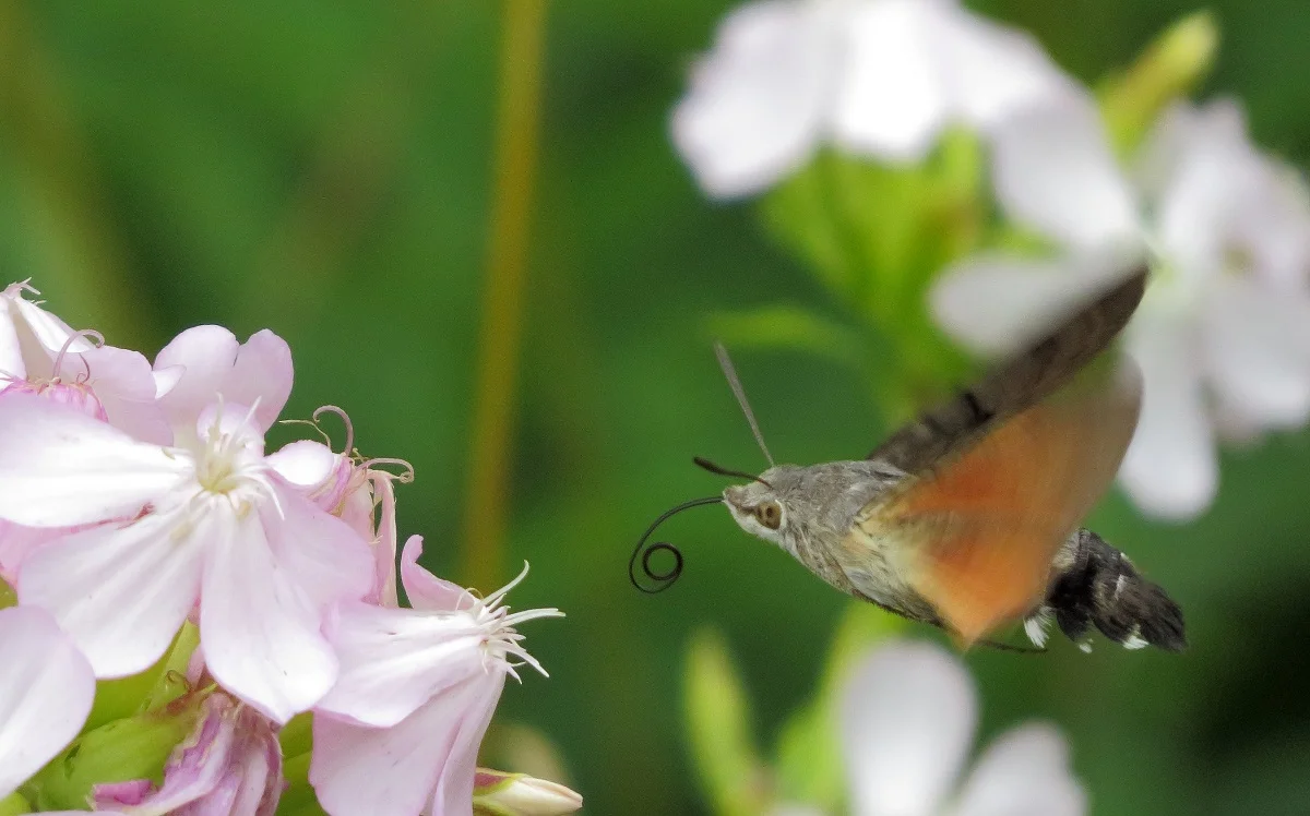 Hummingbird Hawk-moth