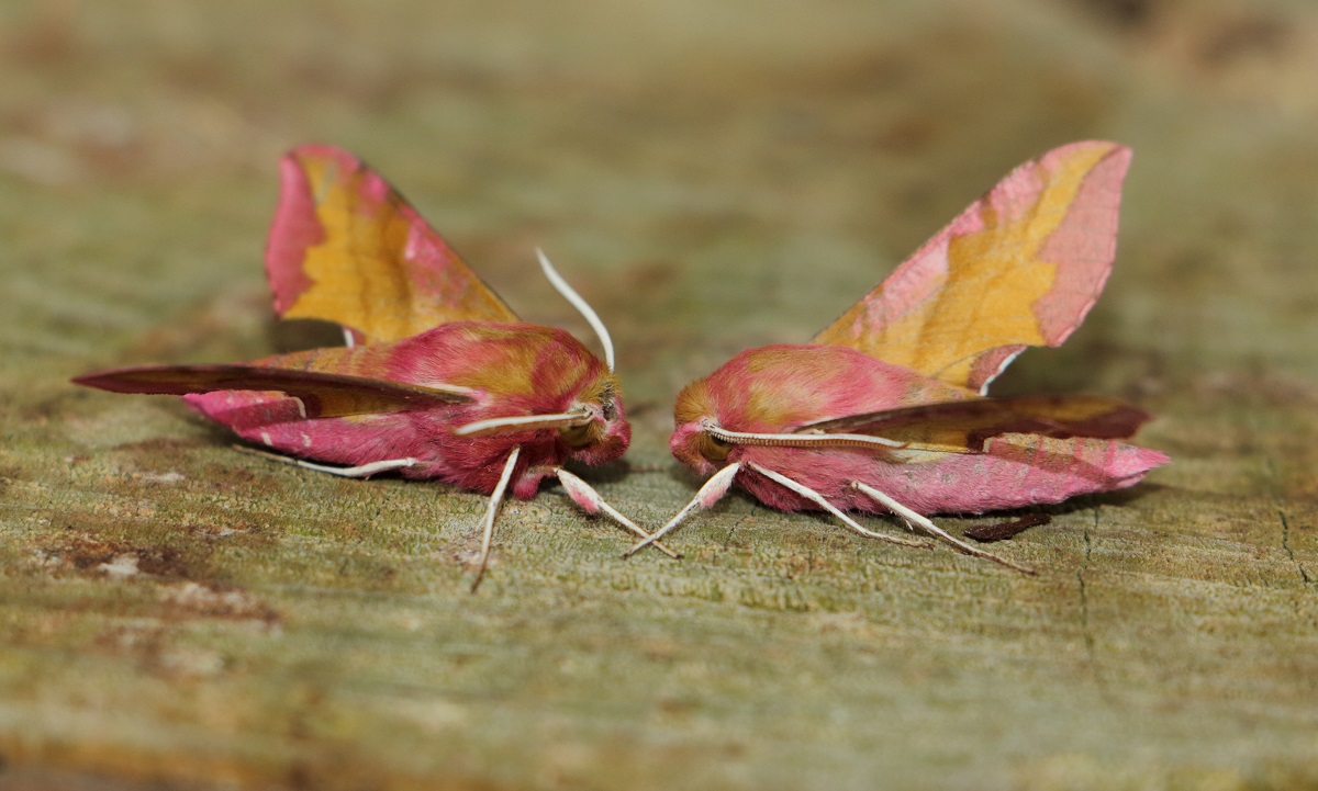 Small Elephant Hawk-moth