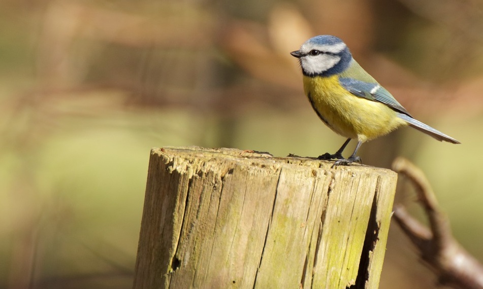 Blue Tit