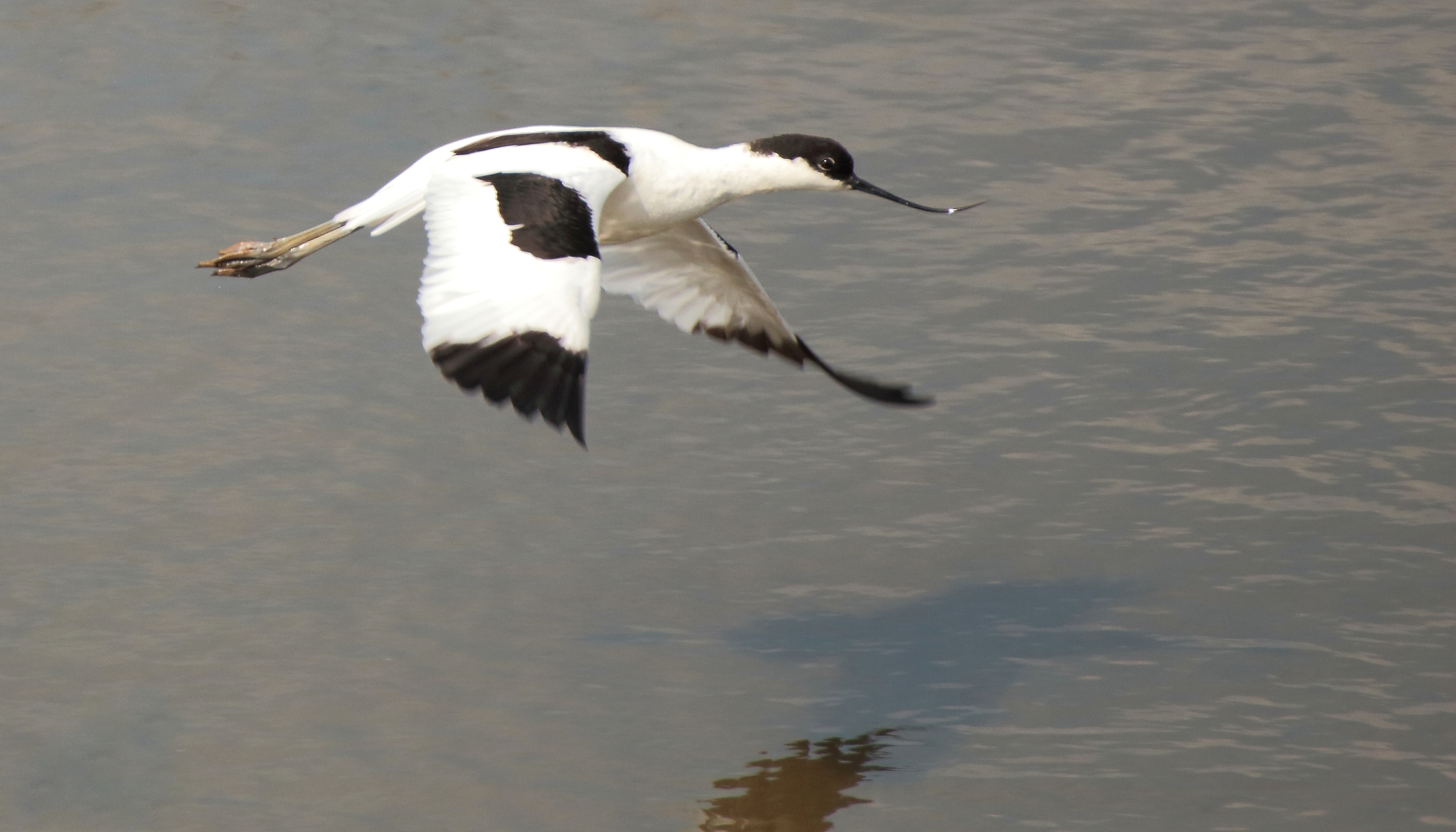 Pied Avocet