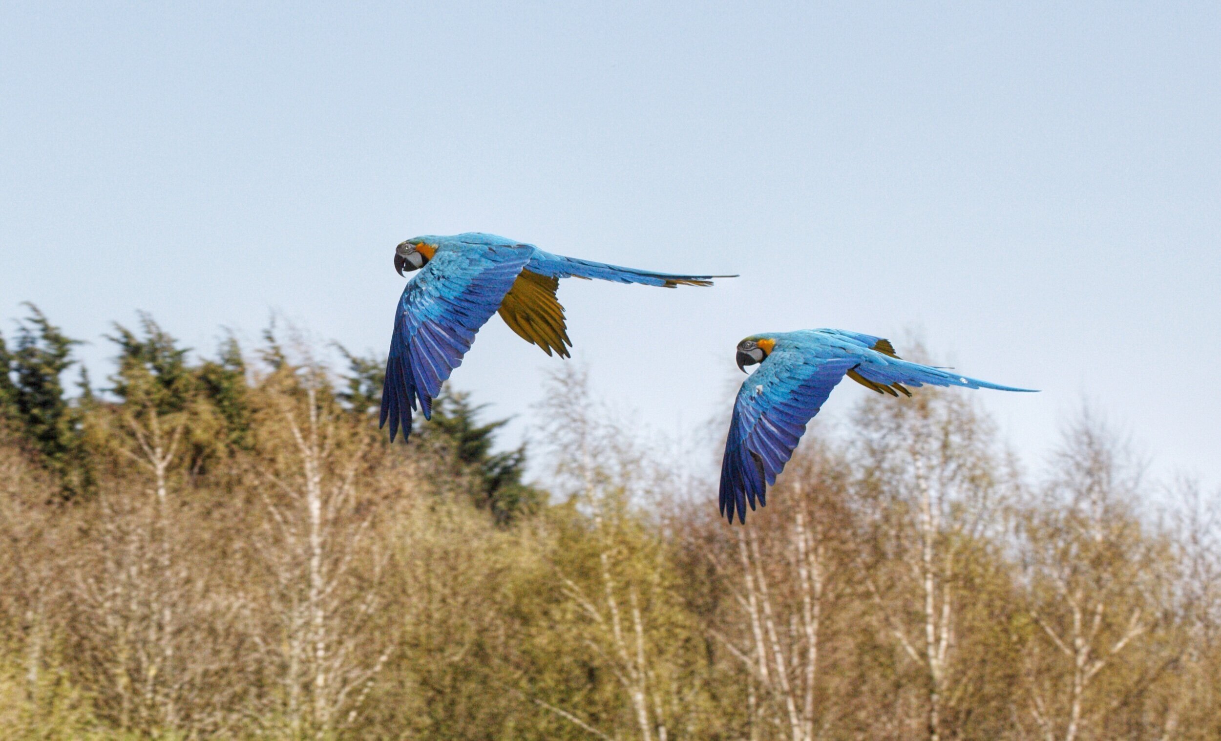 Blue-and-gold Macaw