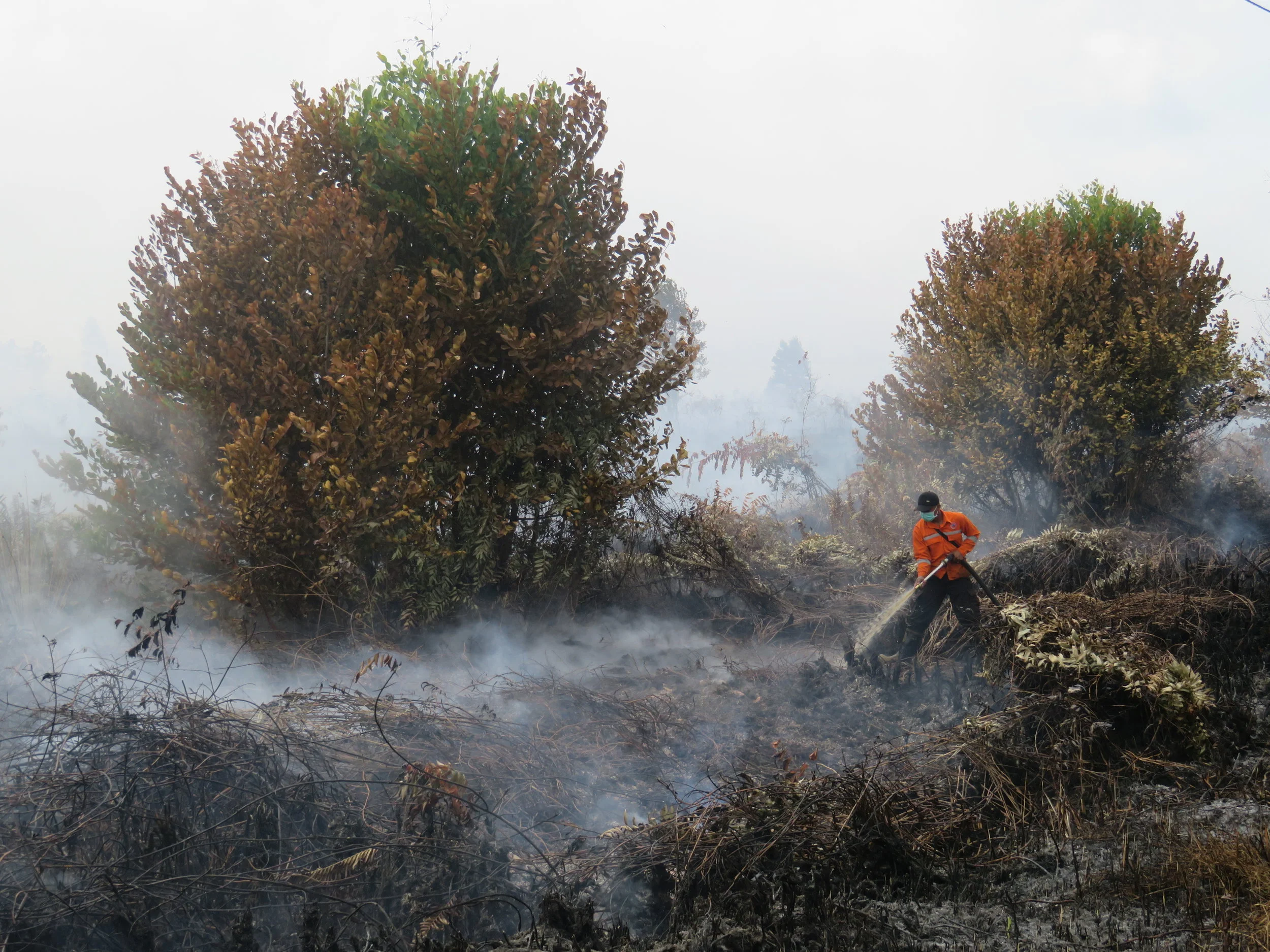 [URGENT] ACTION IS NEEDED NOW: Help us to fight over 1,000 hot spots in Central Kalimantan!