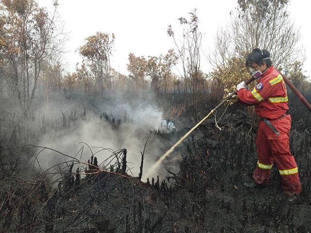 Rabu, 2 Oktober 2019
.
Tim kami melakukan patroli pasca "Tanggap Darurat". Kami menemukan titik api di Petuk Katimpun, dan lingkar luar Palangka Raya.
Api yang kami temukan hanyalah api bawah tanah dan api kecil, tapi api seperti ini tidak bisa di remehkan. Begitu melihat kepulan asap, kami langsung turun dan memadamkan api yg kecil itu.
.
Bersyukur, saat kami sedang makan siang, tiba-tiba hujan deras turun. Kami benar-benar gembira😁.
Tapi kami tetap melaksanakan patroli di tengah hujan. Karena kami tahu api di lahan gambut belum tentu padam. Sampai keadaan benar-benar aman, kami berani untuk kembali dari tugas.
.
Wednesday, October 2, 2019
.
Our team conducts patrols to find active hotspots post "Emergency Response" status got taken off. We found hotspots in Petuk Katimpun, and the outer ring of Palangka Raya. We found active fires burning under the peatland ground fire and it's 'small scale' fire, but this kind of fire cannot be underestimated. When we saw a puff of smoke, we immediately went down to the spot and put out the small fire.
.
Fortunately, when we were having lunch, it suddenly rained heavily. We were really happy😁.
But we still carry out patrols in the rain. Because we know that fires in peatlands can't simply got extinguished. Until conditions were completely safe, we returned home from duty.
.
#youthact #act2give #katuyungfirefighters