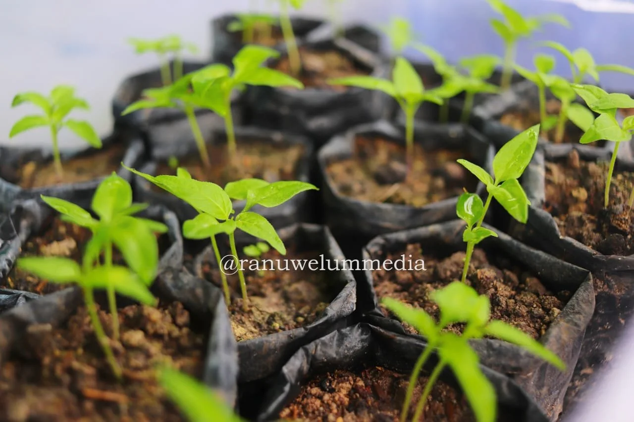 Seven Hundreds Chillies &amp; Fruits Seedlings for Village's Food Security