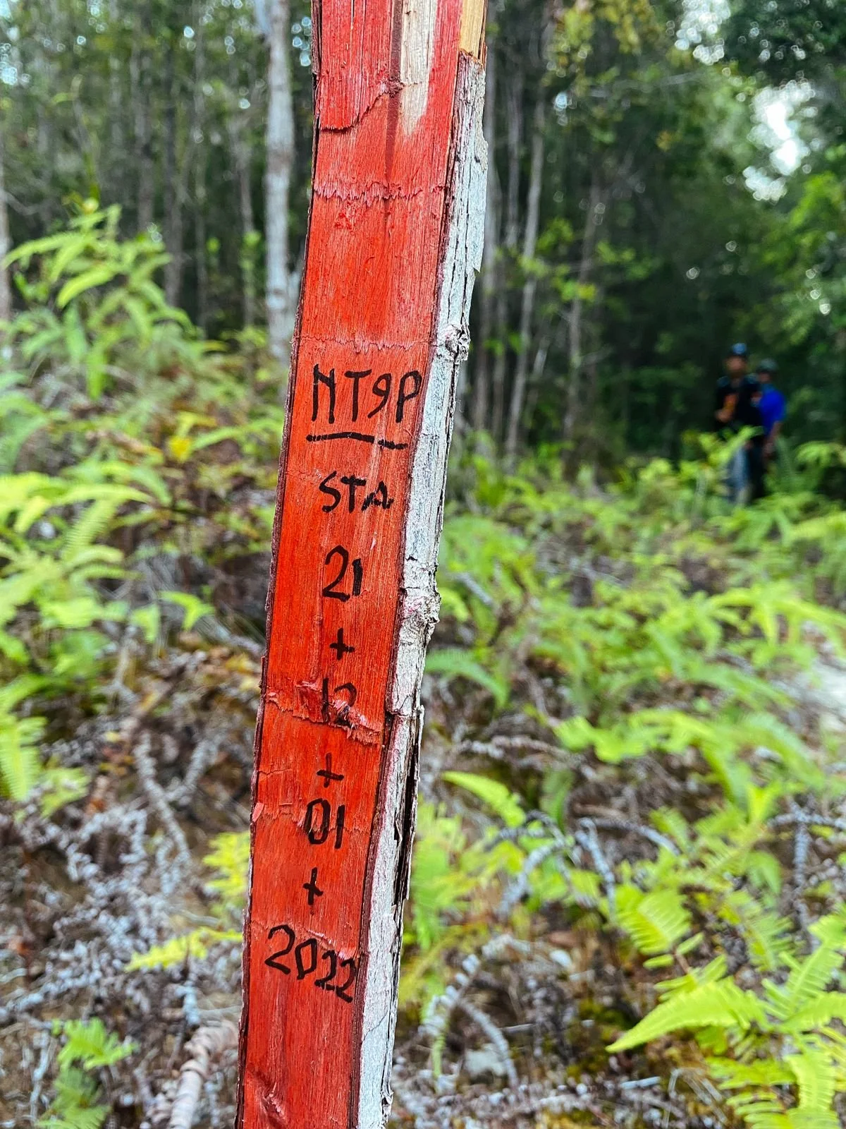 Our Forest is targeted by Sand Mining, Coal Mining and Palm Oil Companies