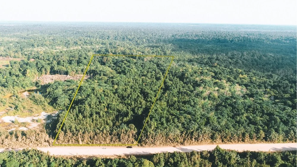 HELP US TO SAVE TALEKOI FOREST!