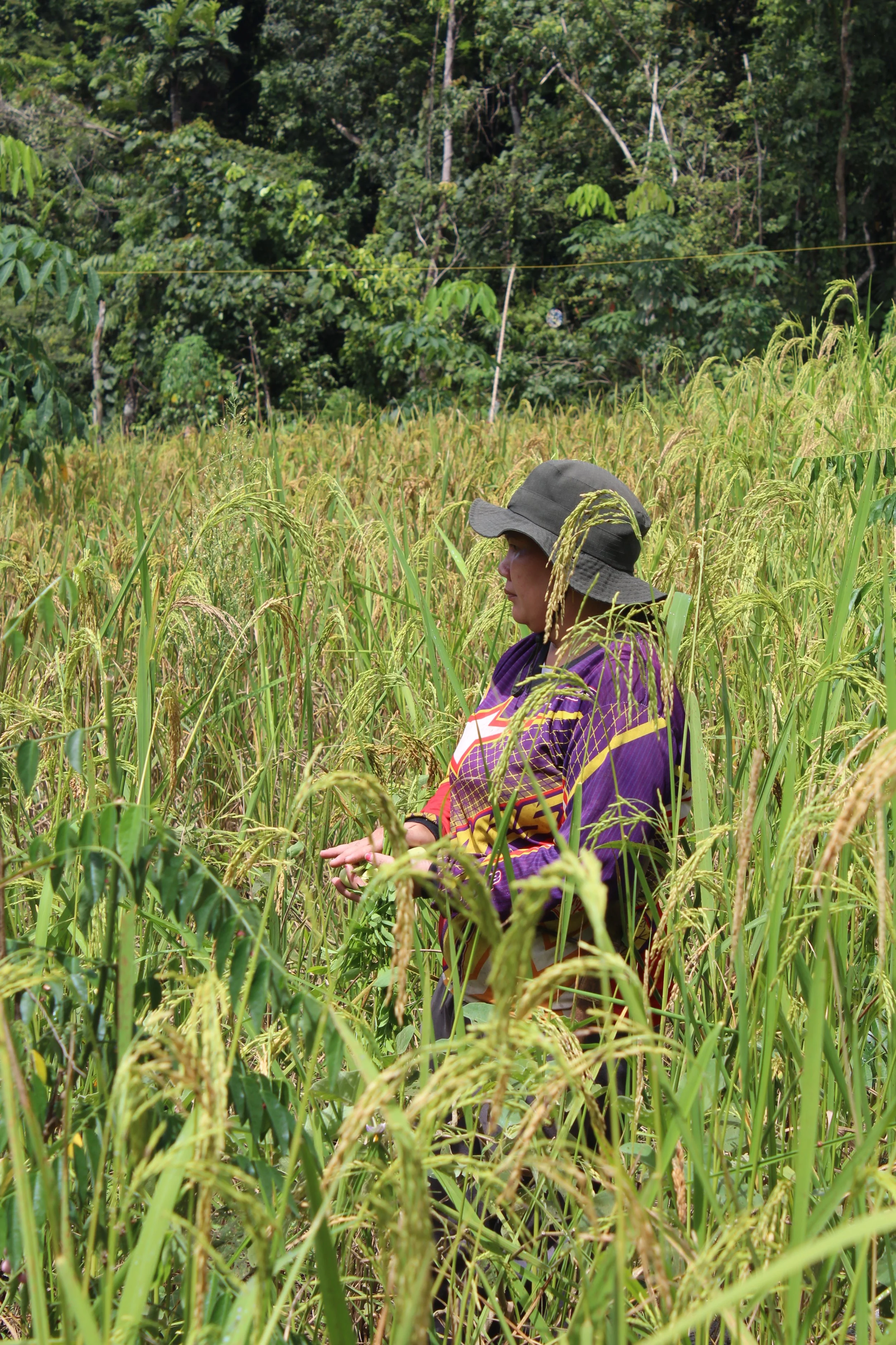 Can Dayak peoples survive a ban on fires in Indonesia?