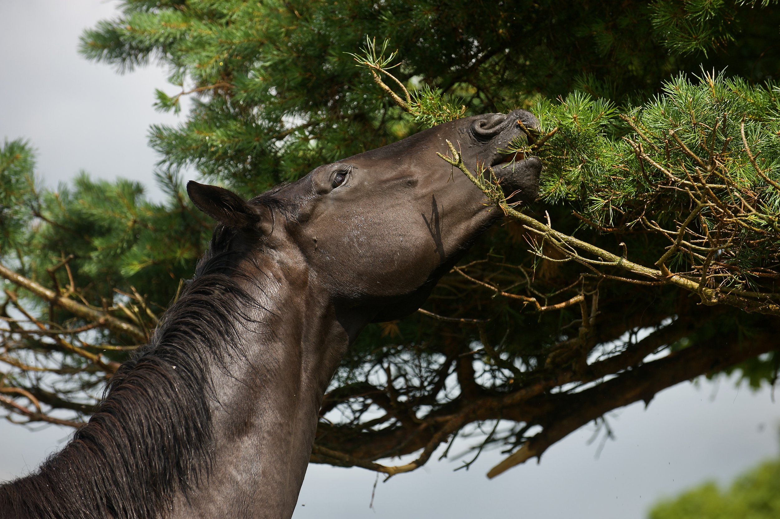 View a selection from the Horses herbarium