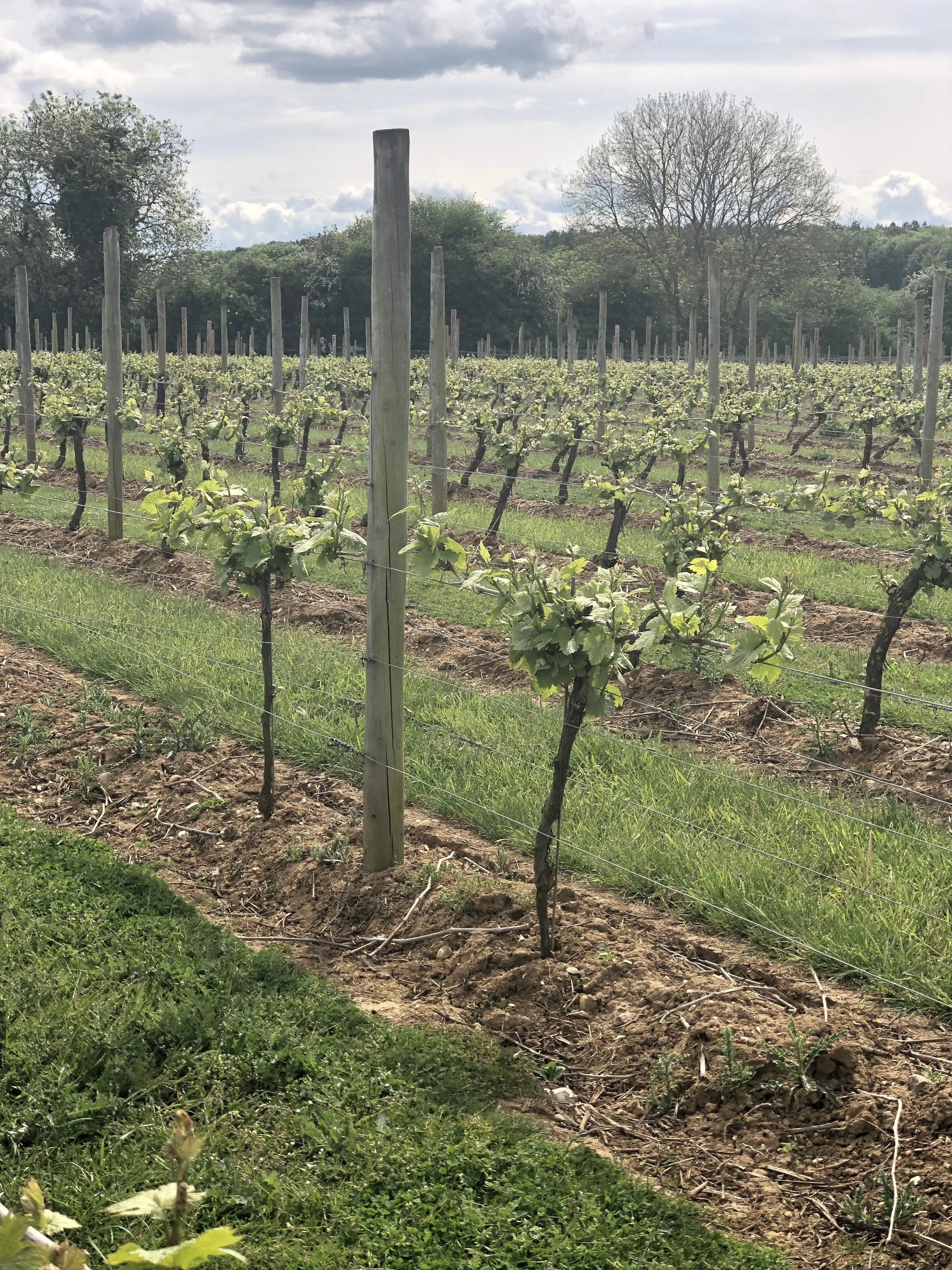 Chronicles Of A Country Mouse Inventing Charlene