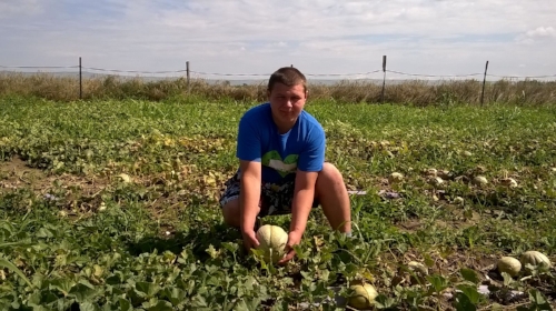 Melon picking!
