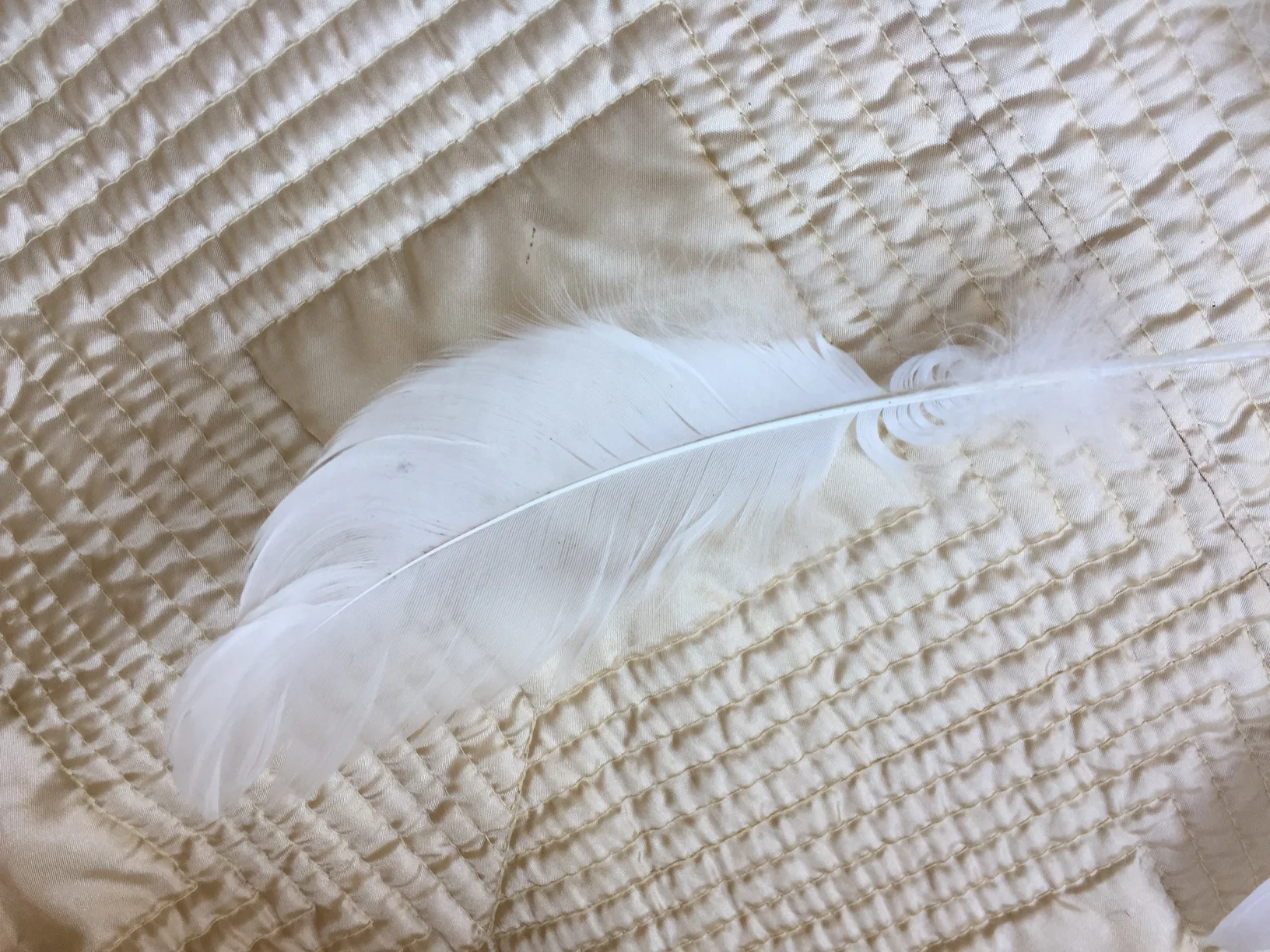 Anna's Feather of Comfort and Joy