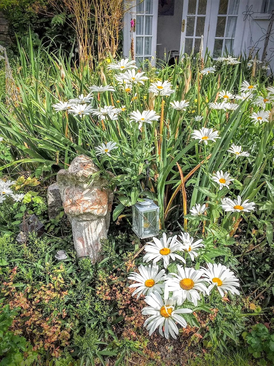 Flowers in the Daisy Centre garden (daisies of course!)