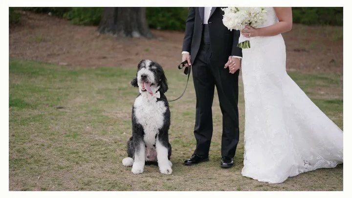 Little moments with Swayze &amp; Jack 🤍🐾

Vendors: 
Venue: @countryclubofjackson 
Video: @outland.stories 
Photos: @lindseyjamisonphoto 
Planner: @taylorhendersonevents 
Cake: @ellencookiesms 
Florist: @freshcutofjxn 
Band: musical fantasy
Dress: @
