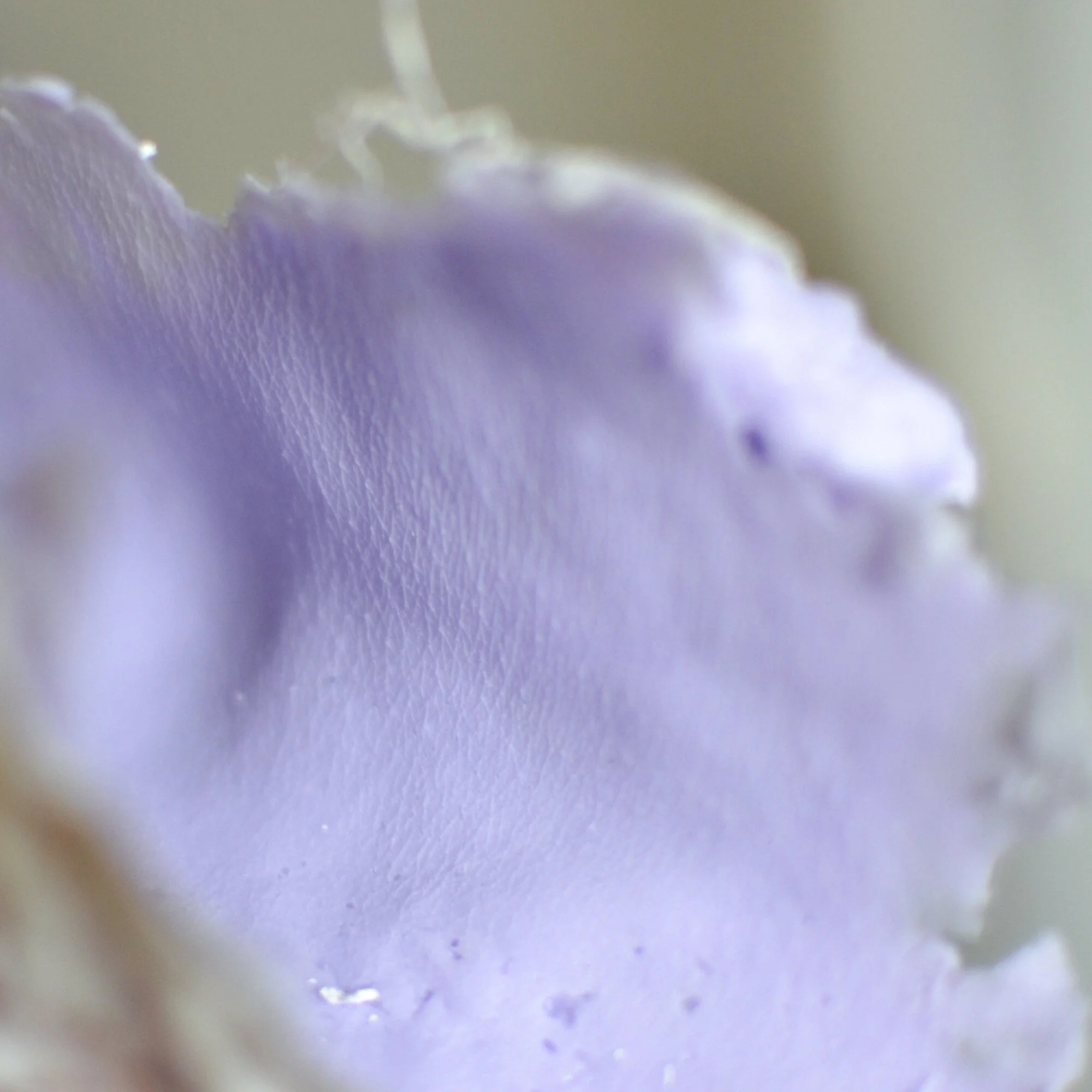 Body Casting