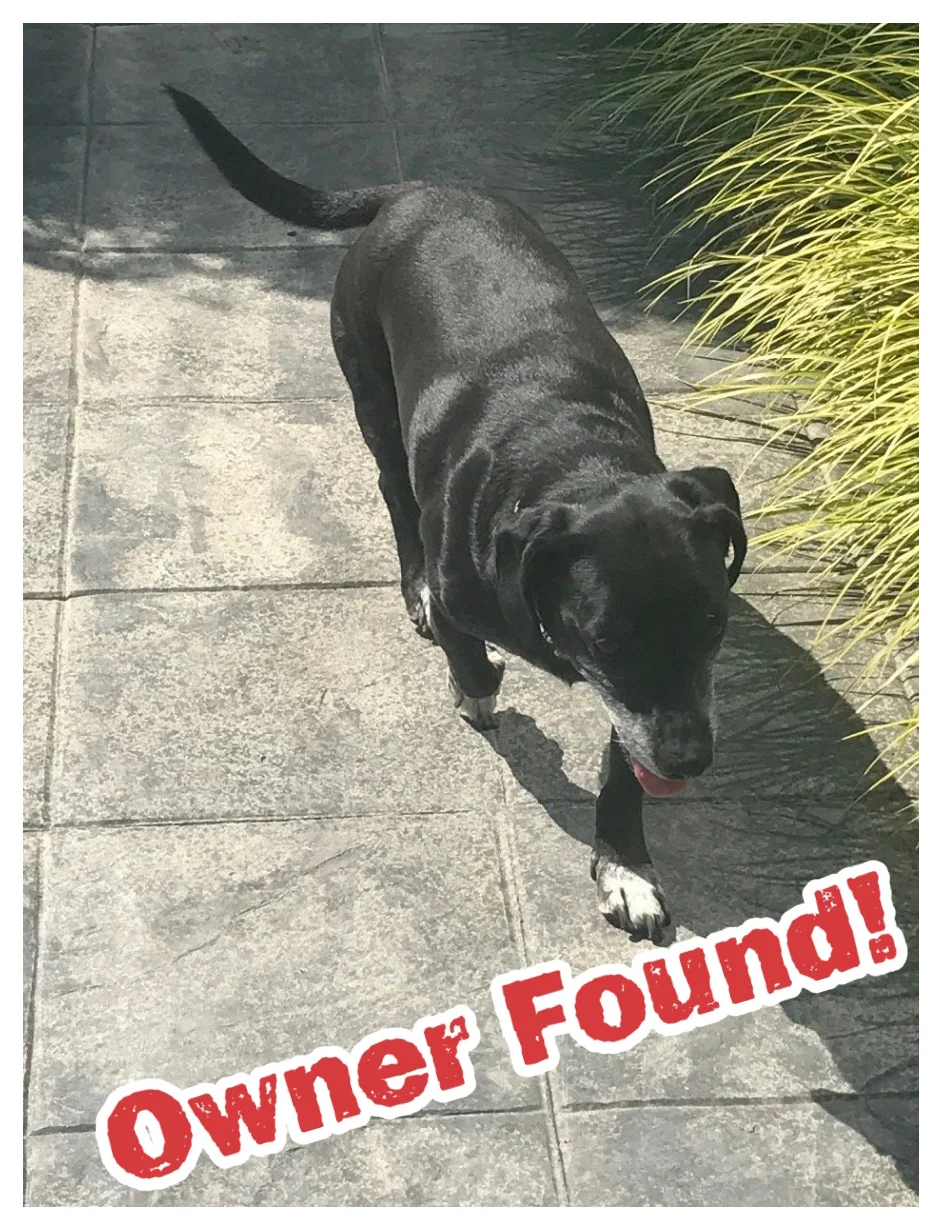 Owner Found.jpg