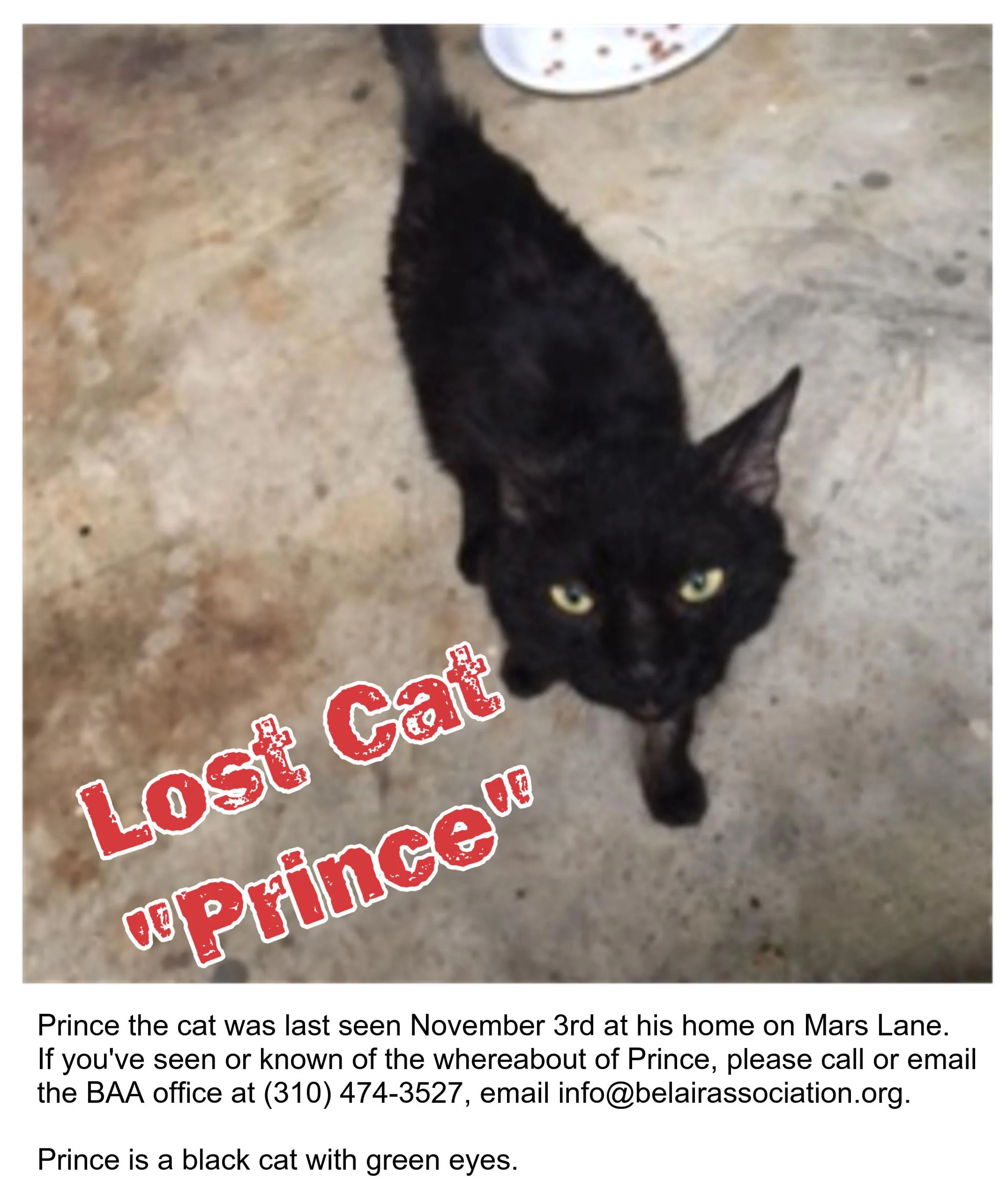 Prince the lost cat.jpg