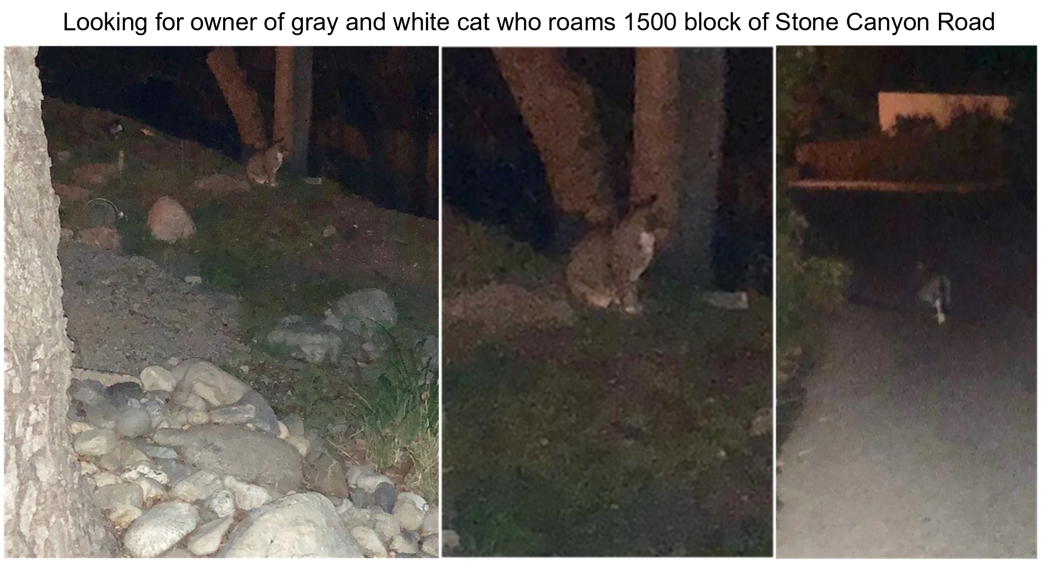 Pets - cat.jpg