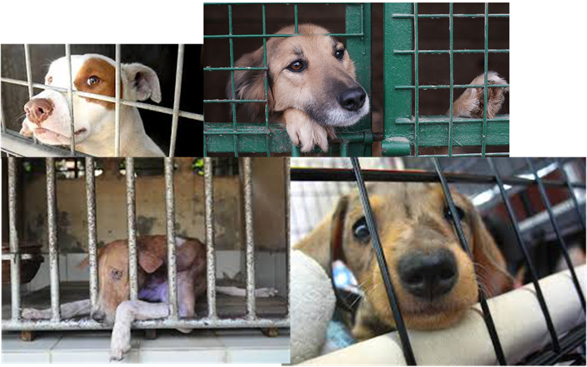 Dogs in shelters images.jpg