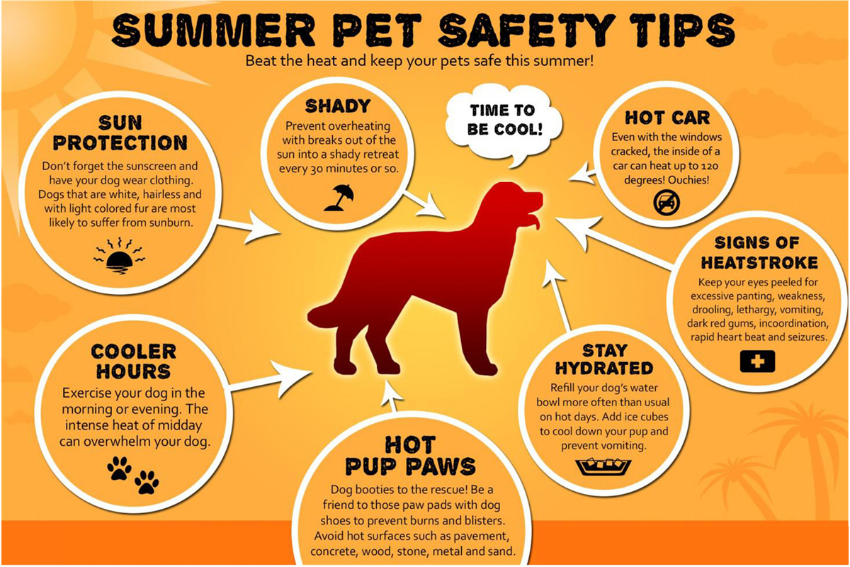 pets safe