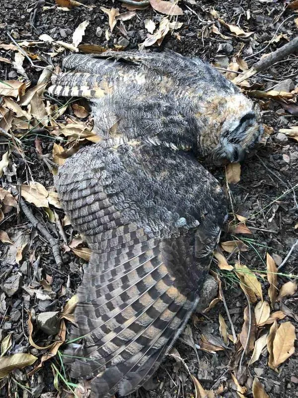 Dead owl.jpg