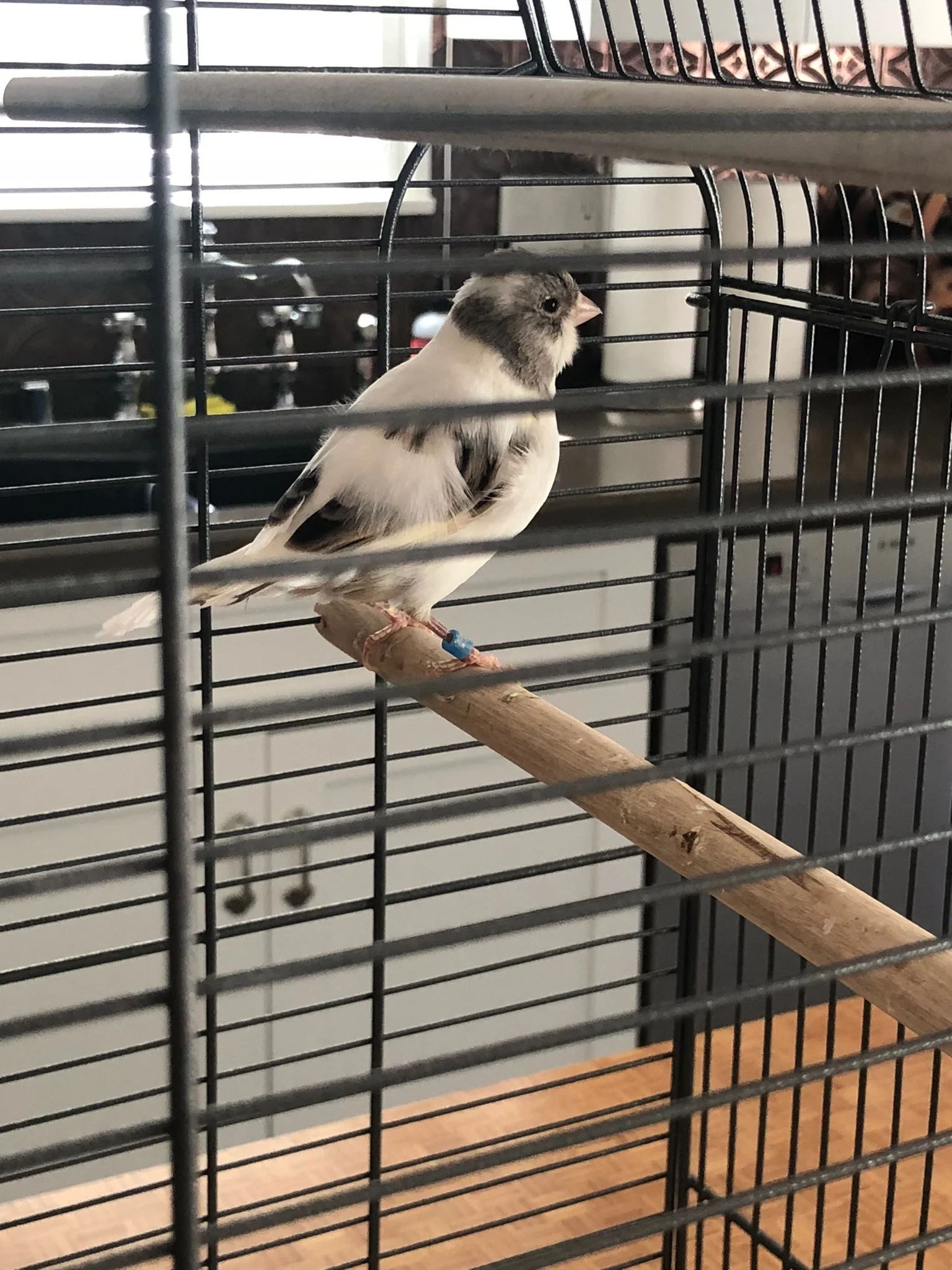Bird found on Beverly Glen and Sunset.jpeg