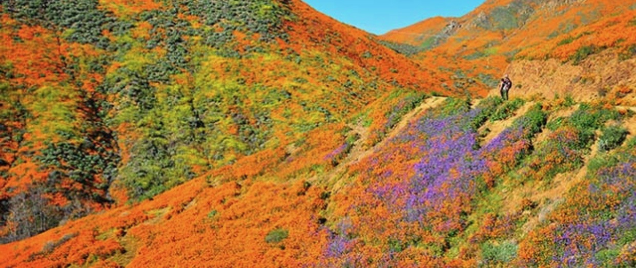 Wildflowers IMG_8695.jpeg